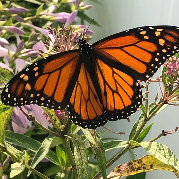 Meet your Posher, Andrew - Picture 1 of 1